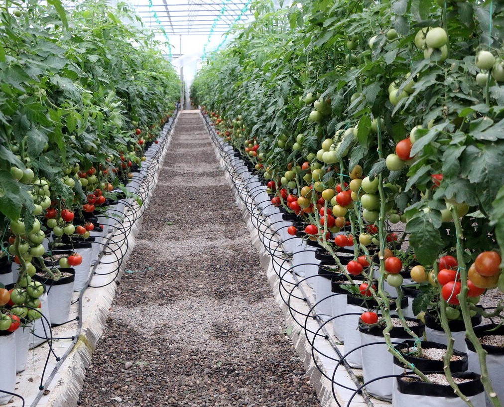 افزایش سطح زیرکشت گلخانه های خراسان رضوی