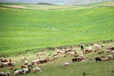 مراتع همدان جوابگوی نیاز علوفه&zwnj;ای ۵۴۸ هزار واحد دامی