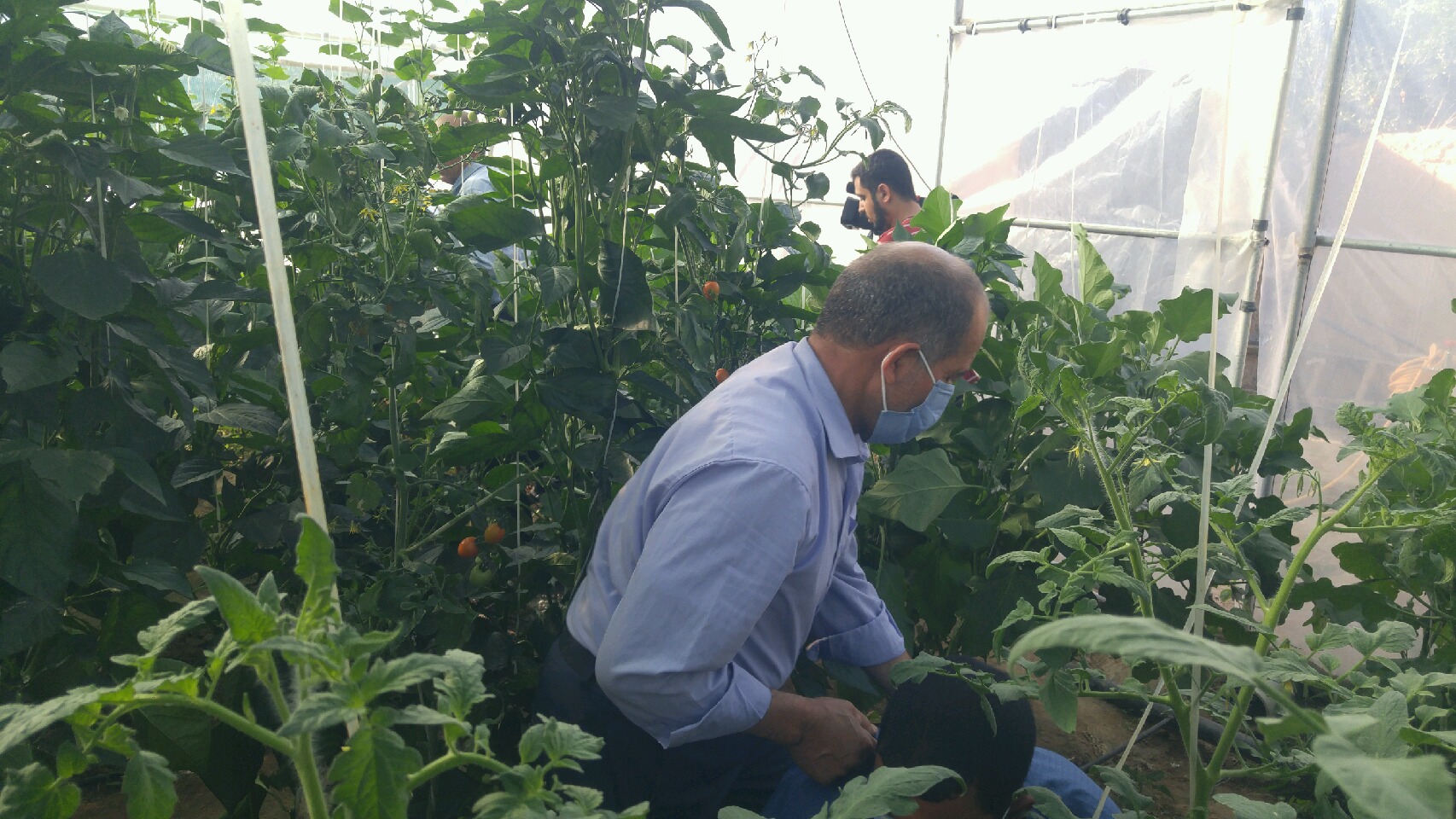 عقدا روستای فخرآباد، خیرات محصولات گلخانه&zwnj;ای برای سلامتی گل نرگس و با عطر یاد حاج قاسم