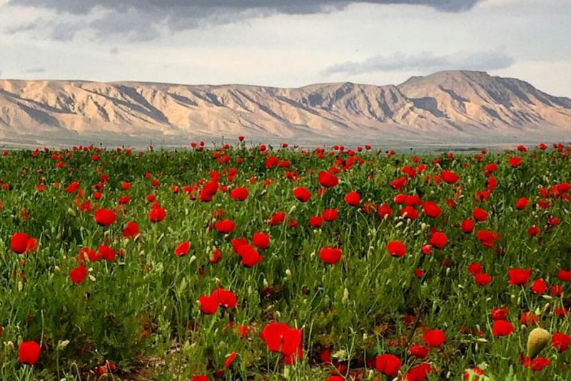 جشنواره گردشگری سفر به دشت شقایق کالپوش برگزار می&zwnj;شود