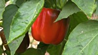 شهدادی، روستای گلخانه‌ای در جنوب کشور