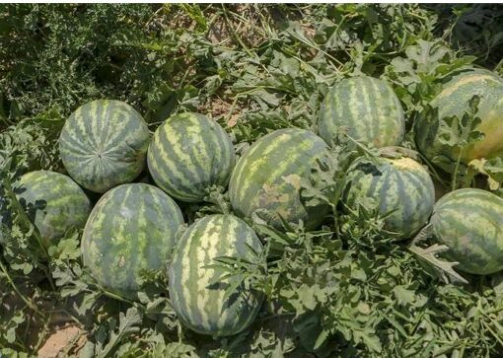 آغاز برداشت هندوانه خارج از فصل از زمین‌های کشاورزی منطقه تازیان