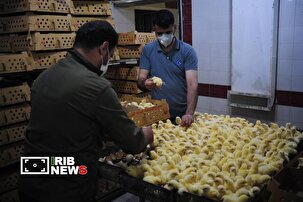 استواری تولید در خطه شمال؛ تداوم خدمت و پایداری در زربال مازندران