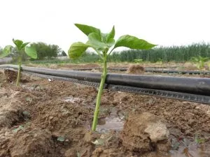 ۵۶ هزار هکتار از اراضی گندم خراسان رضوی تحت پوشش آبیاری تیپ ۵۶ هزار هکتار از اراضی گندم خراسان رضوی تحت پوشش آبیاری تیپ