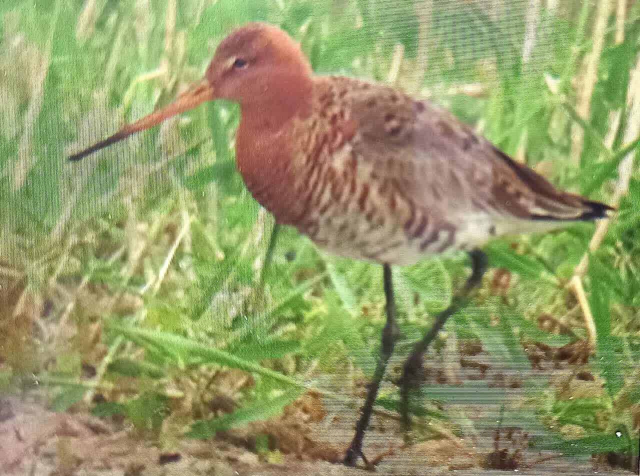 گیلانشاه دم سیاه برای اولینبار در شیروان ثبت شد گیلانشاه دم سیاه برای اولینبار در شیروان ثبت شد