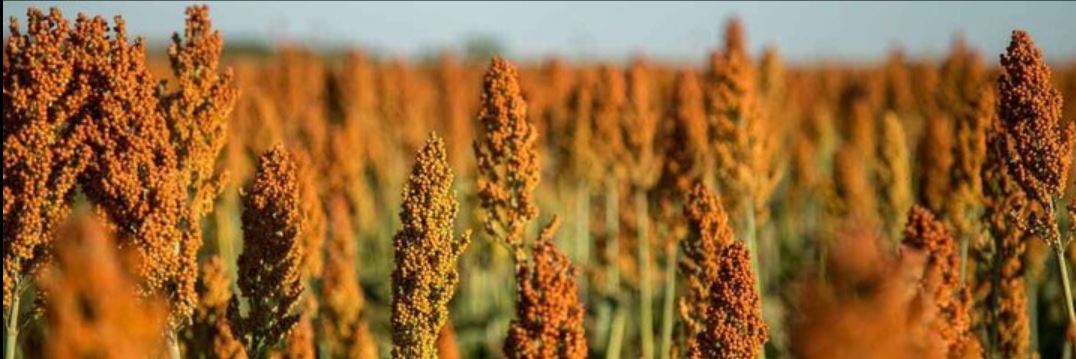 توسعه کشت سورگوم در سیستان و بلوچستان توسعه کشت سورگوم در سیستان و بلوچستان