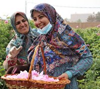 کشت گل محمدی در ۳۰۰ هکتار از اراضی کشاورزی آذربایجان‌غربی