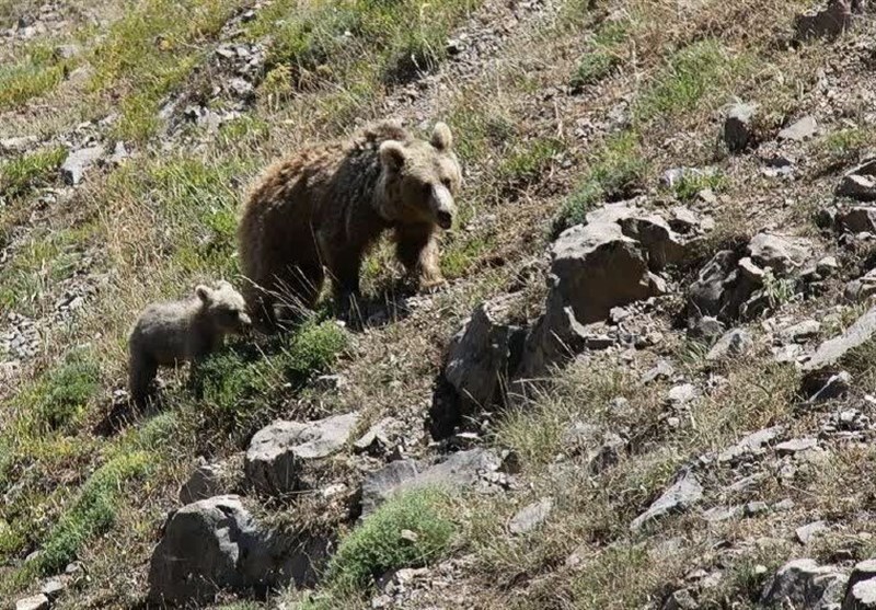 حفاظت مشارکتی از خرس قهوه ای سبلان عملیاتی میشود حفاظت مشارکتی از خرس قهوه ای سبلان عملیاتی میشود