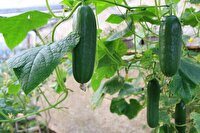 برداشت خیارسبز گلخانه‌ای در توکهور وهشتبندی