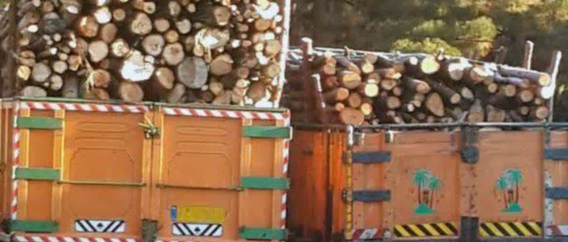 کشف ۸ تُن چوب قاچاق در خوزستان کشف ۸ تُن چوب قاچاق در خوزستان