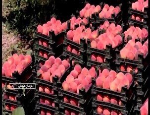 آغاز برداشت هلو از باغات خراسان شمالی