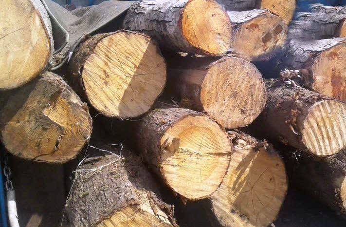 کشف ۱۰ تن چوب قاچاق در بوانات