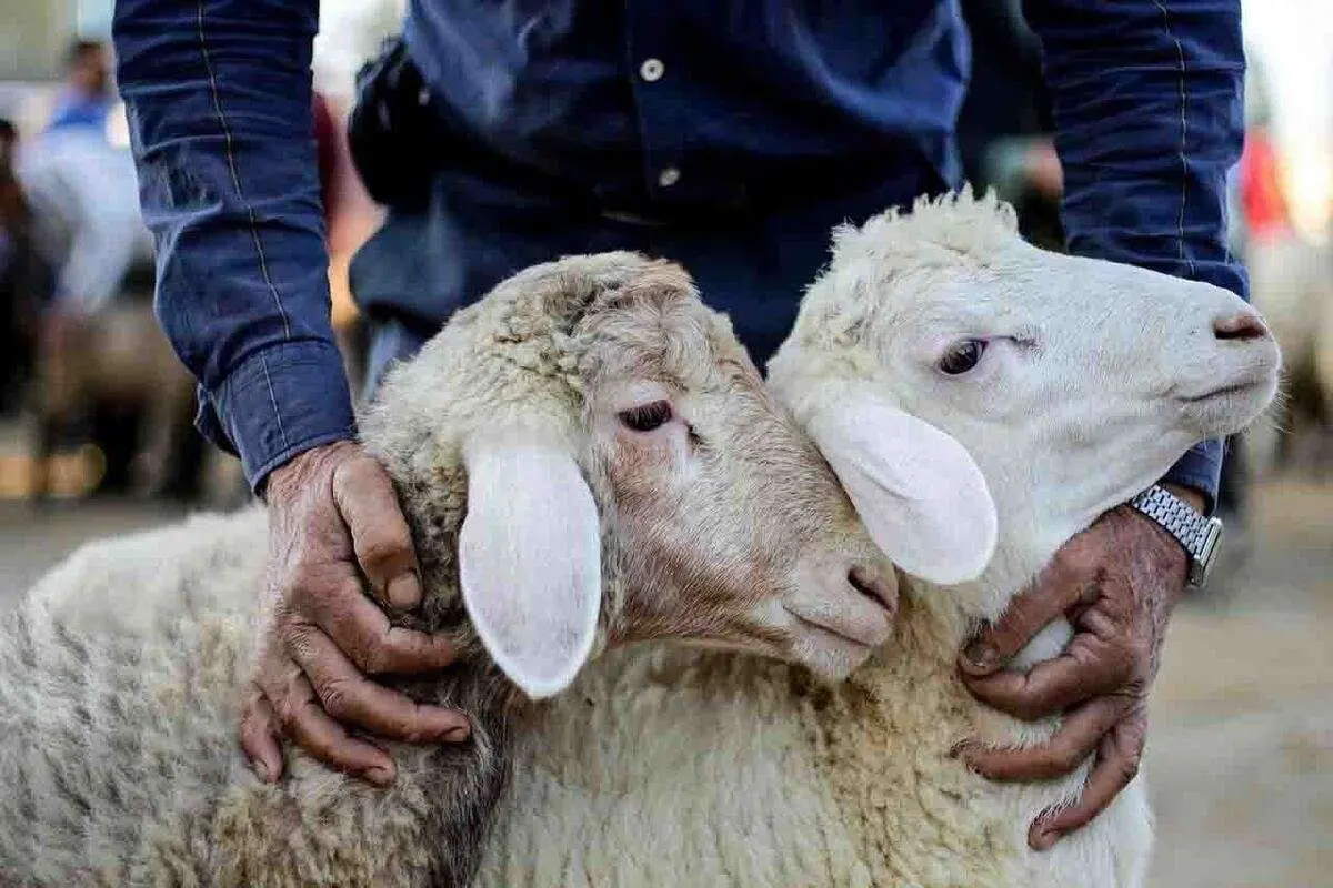بسیج گروه‌های نظارت دامپزشکی خوزستان برای تضمین سلامت عید قربان