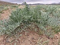 کشت دیم گیاهان مرتعی بومی در اراضی کشاورزی یزد؛ الگویی اقتصادی الهام‌گرفته از طبیعت